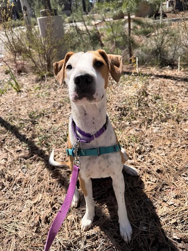 Enlarge Faline, an adoptable Mixed Breed in Truckee, CA image 3/4