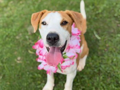 Enlarge Faline, an adoptable Mixed Breed in Truckee, CA image 1/4