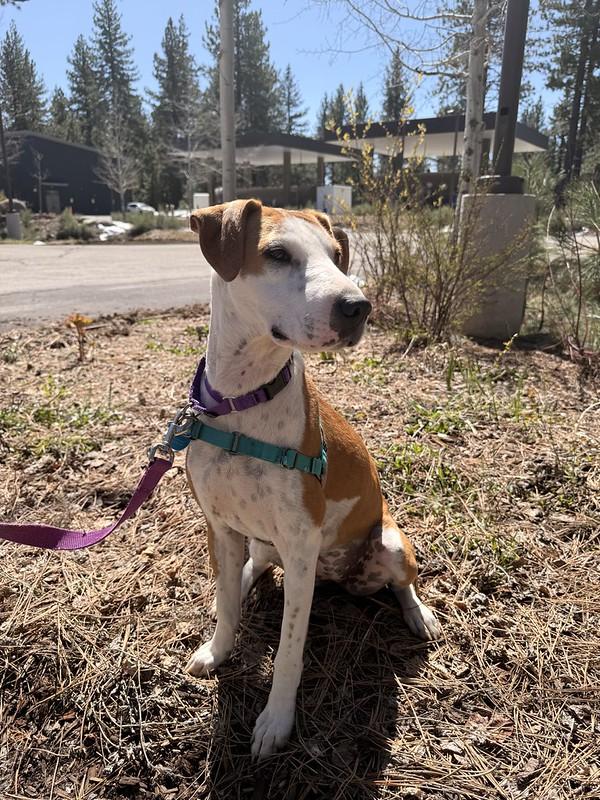 Enlarge Faline, an adoptable Mixed Breed in Truckee, CA image 2/4