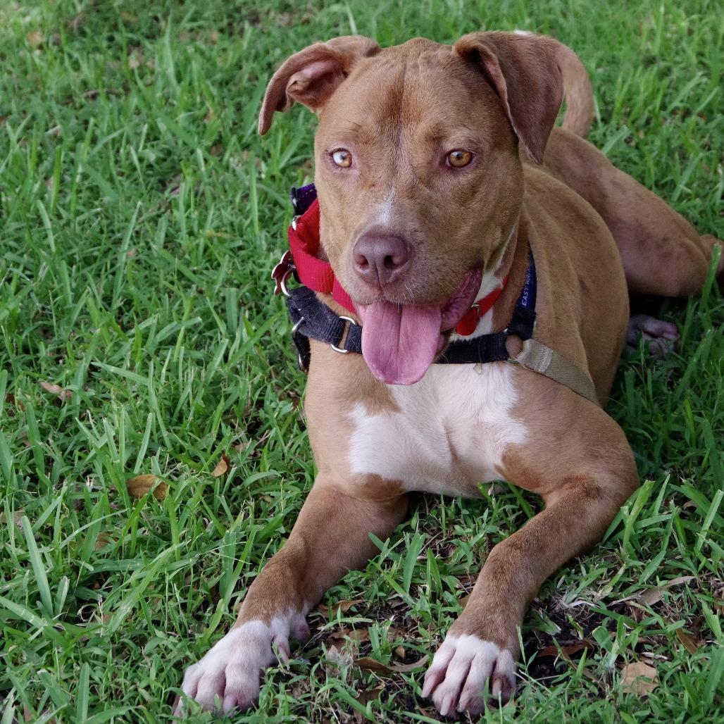 Mimosa, Adoptable, Adult Female Catahoula Leopard Dog & Mixed Breed.