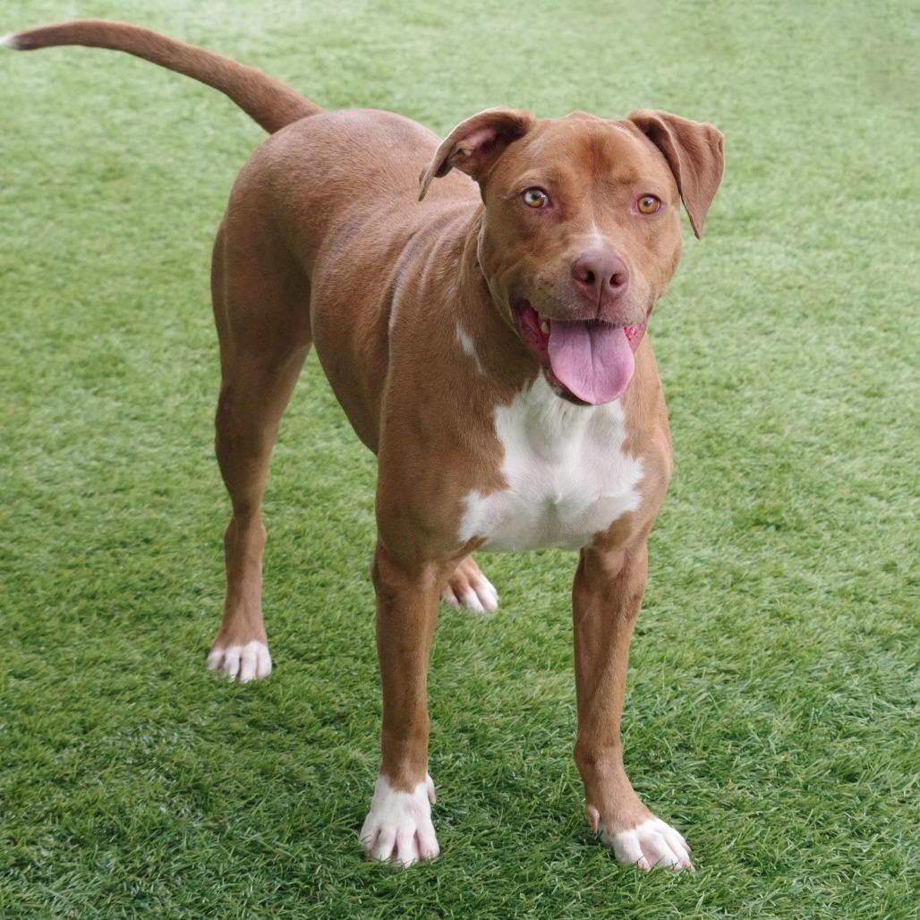 Mimosa, a Adoptable mixed breed in Miami, FL image 1/6