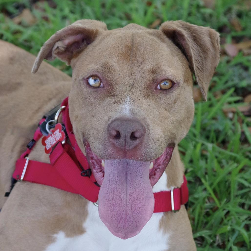 Mimosa, a Adoptable mixed breed in Miami, FL image 2/6