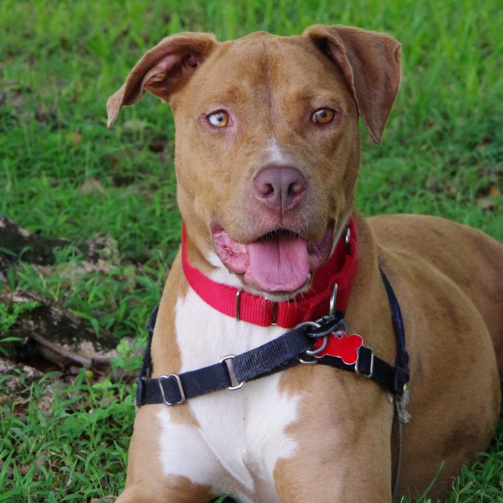 Enlarge Mimosa, a Adoptable mixed breed in Miami, FL image 4/6