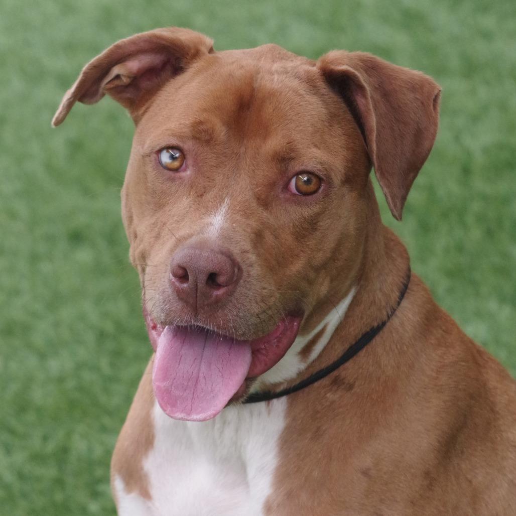 Mimosa, a Adoptable mixed breed in Miami, FL image 3/6