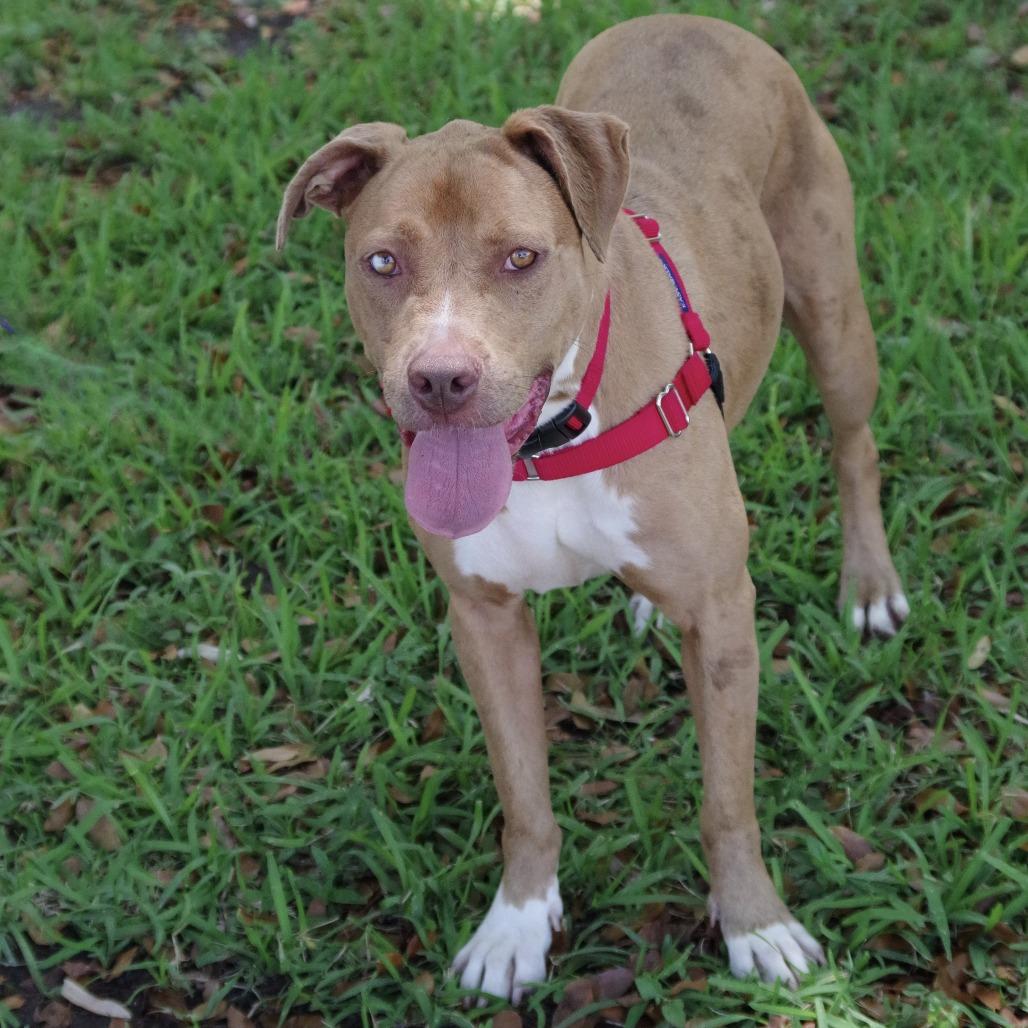 Mimosa, a Adoptable mixed breed in Miami, FL image 4/6