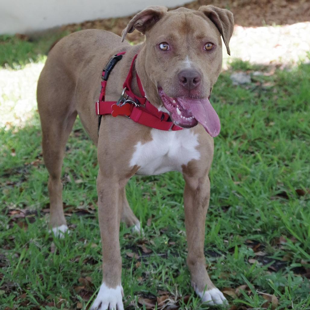 Mimosa, a Adoptable mixed breed in Miami, FL image 5/6