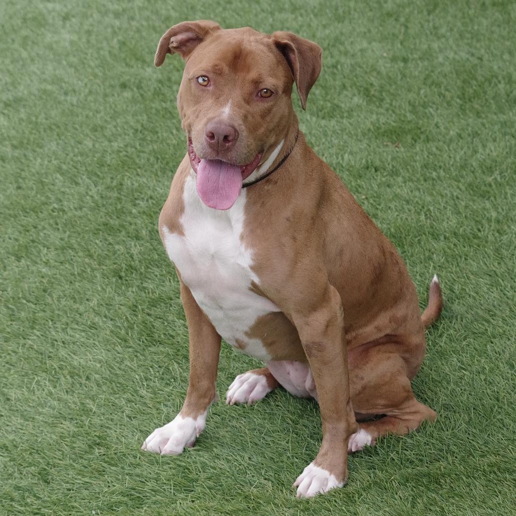 Mimosa, a Adoptable mixed breed in Miami, FL image 6/6