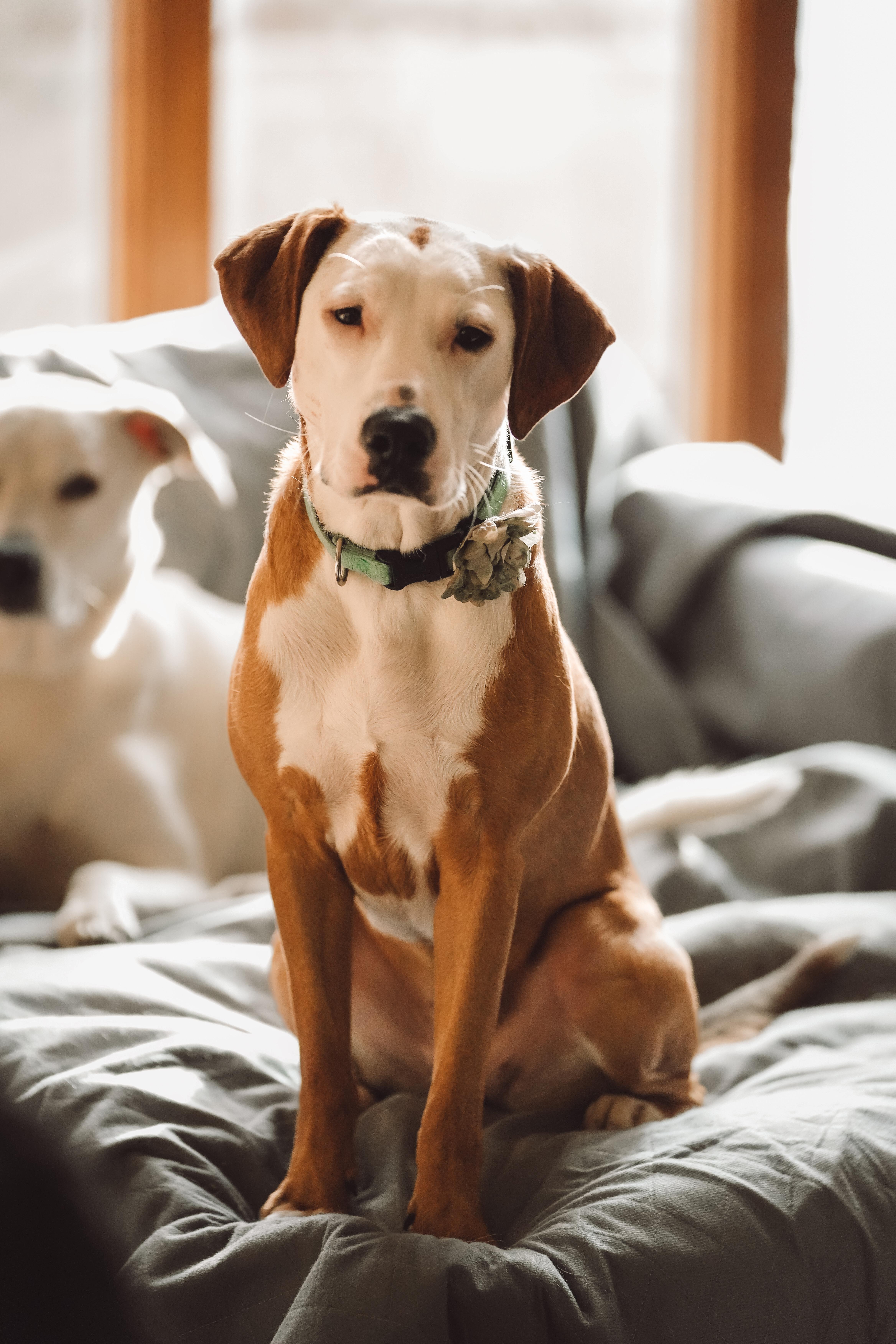 Boo, adopted, Young Female Hound.