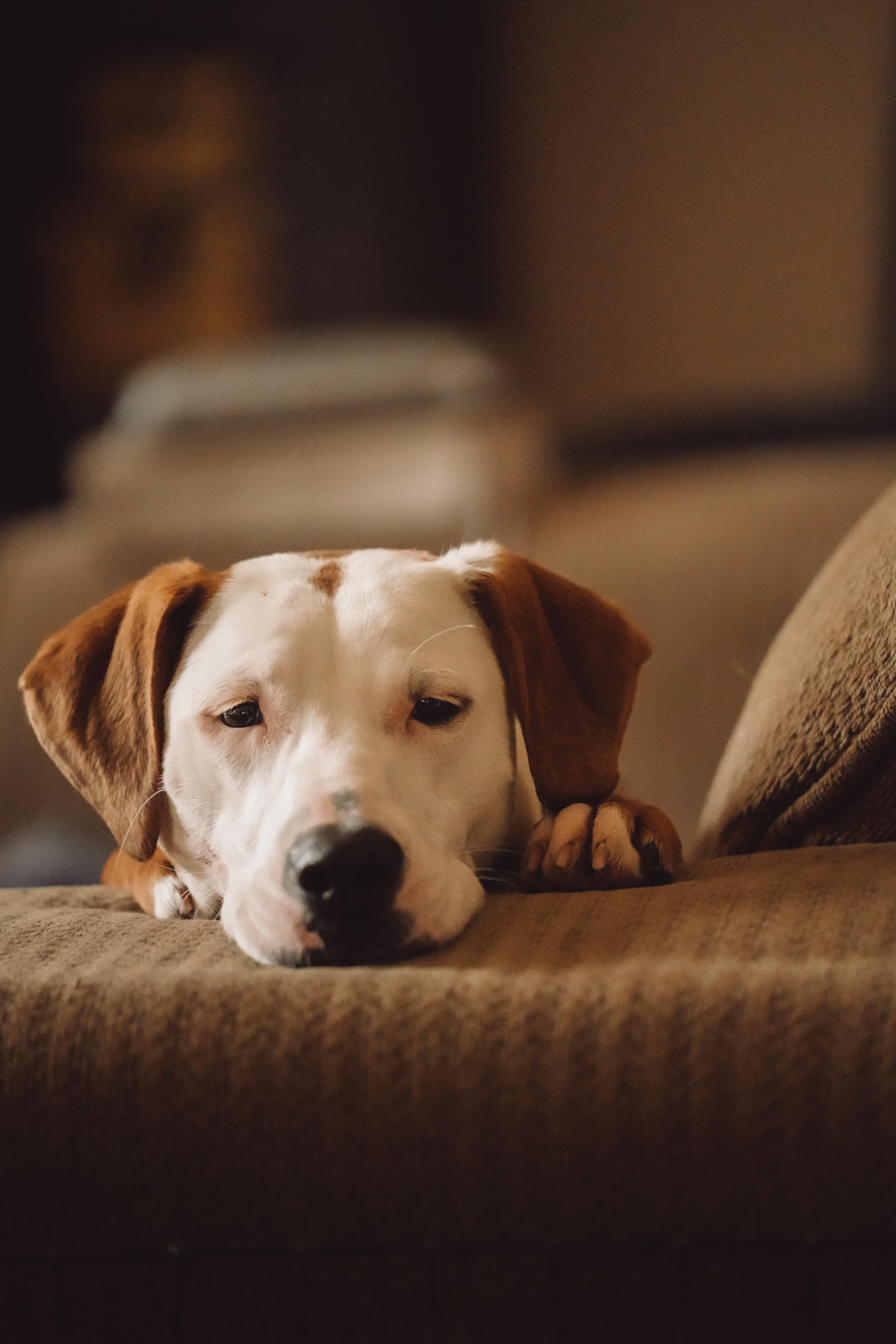 Enlarge Boo, an adopted Hound in Joliet, IL image 3/4