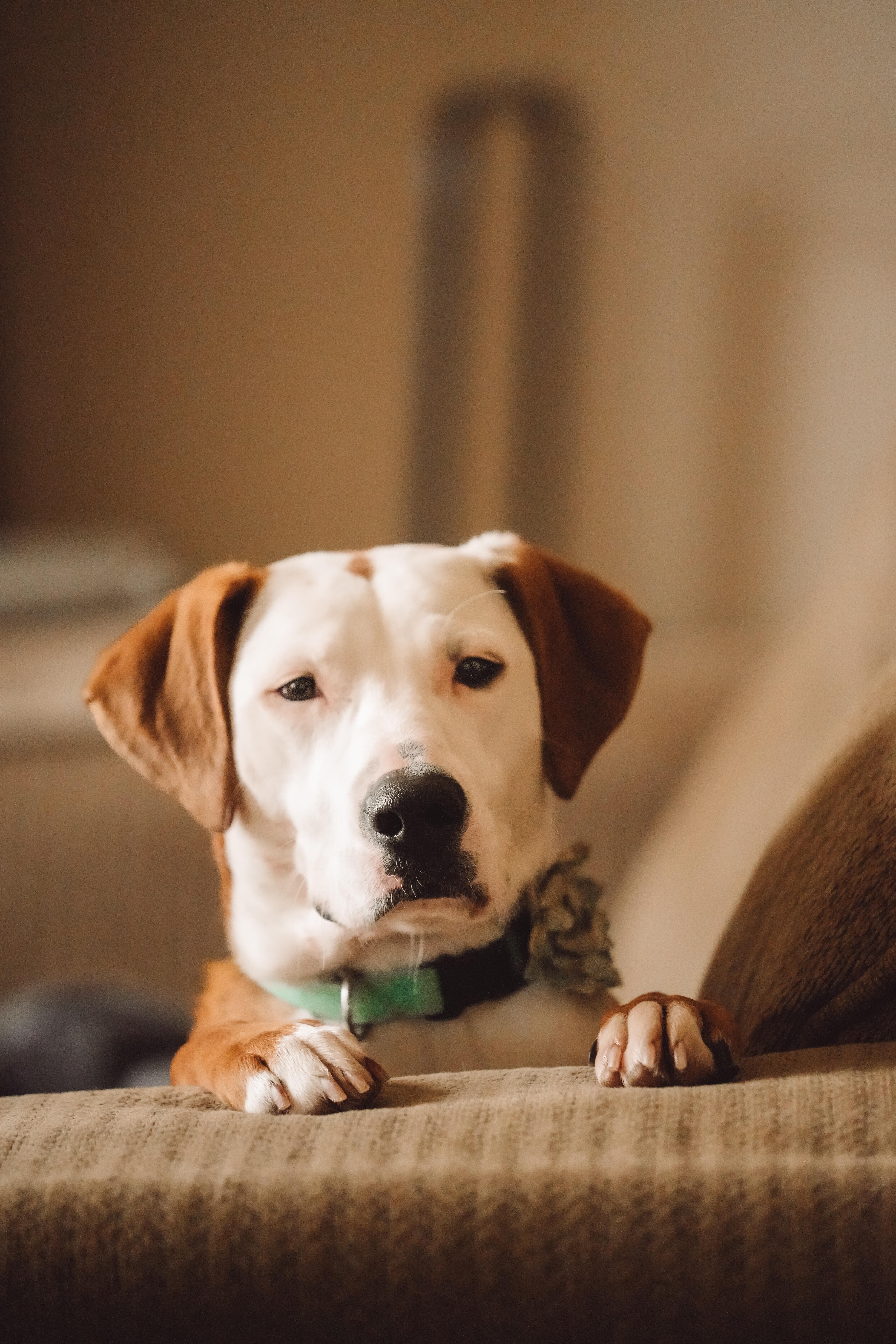 Enlarge Boo, an adopted Hound in Joliet, IL image 2/4