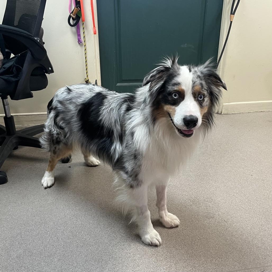 River, Adoptable, Adult Male Australian Shepherd.