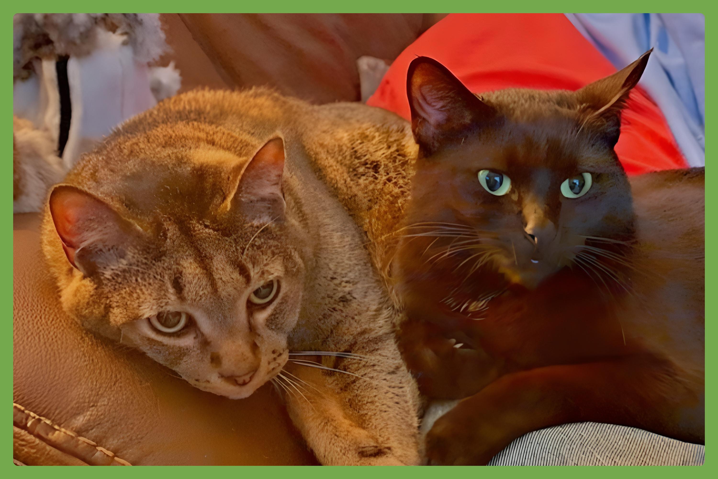 Danny and Lilbit, a Adoptable Domestic Short Hair in Nashville, TN image 1/6