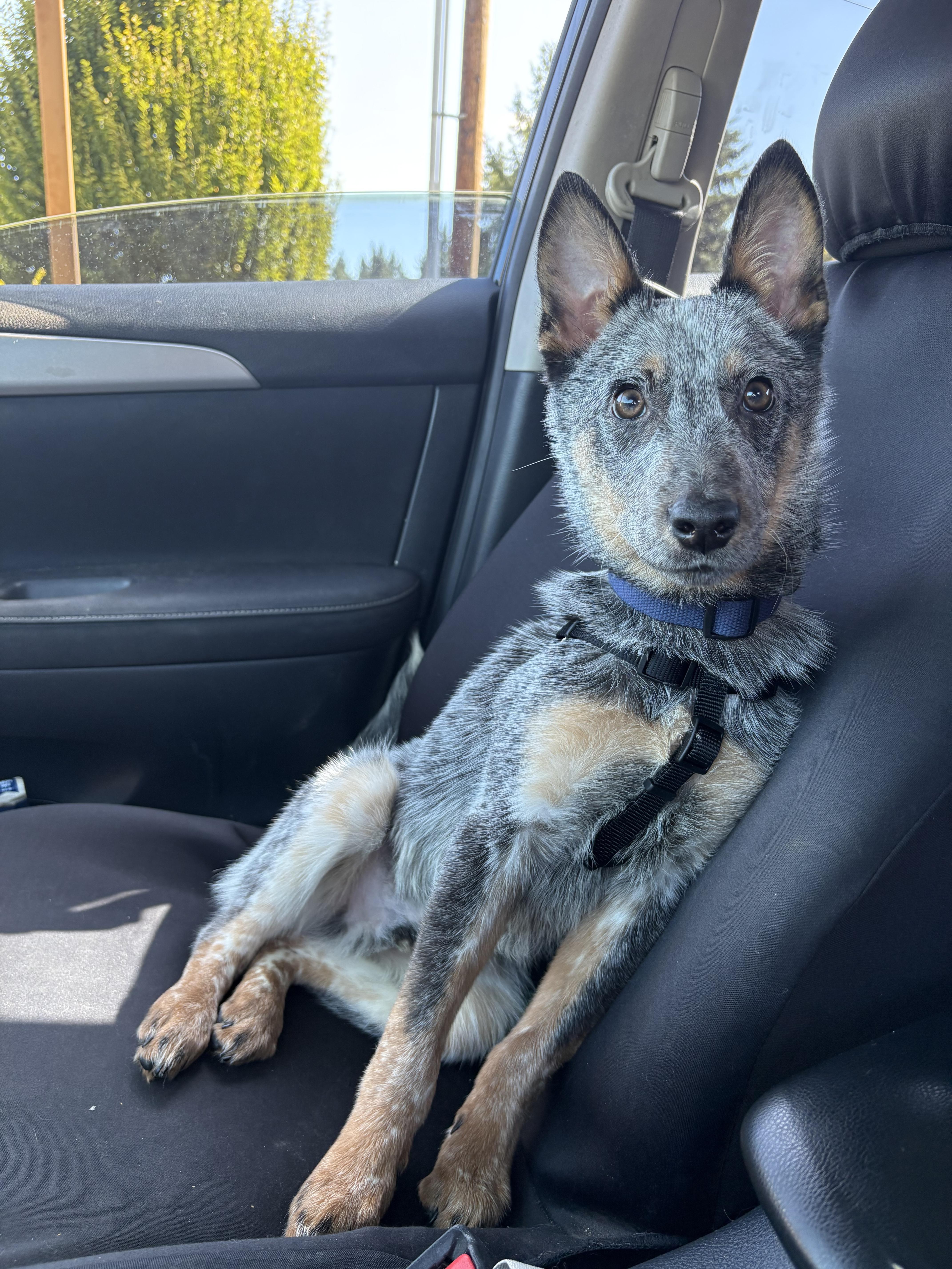 Jax - Adoption Pending