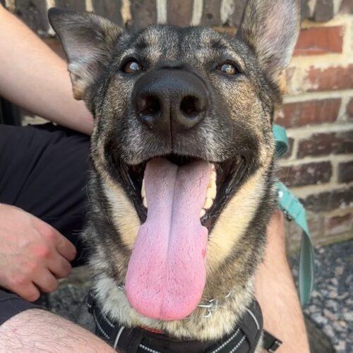 Enlarge Nika, a Adoptable German Shepherd Dog in Raleigh, NC image 1/6