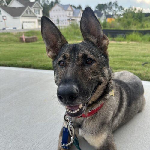 Enlarge Nika, a Adoptable German Shepherd Dog in Raleigh, NC image 2/6