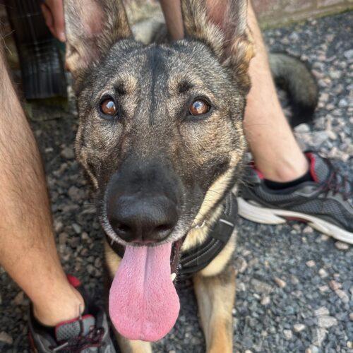 Enlarge Nika, a Adoptable German Shepherd Dog in Raleigh, NC image 3/6