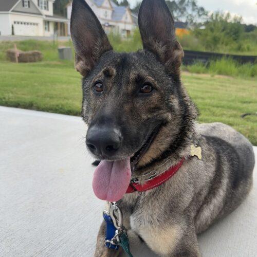 Enlarge Nika, a Adoptable German Shepherd Dog in Raleigh, NC image 4/6