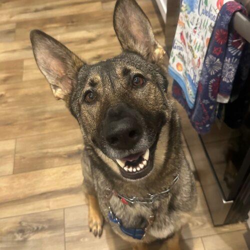 Enlarge Nika, a Adoptable German Shepherd Dog in Raleigh, NC image 5/6