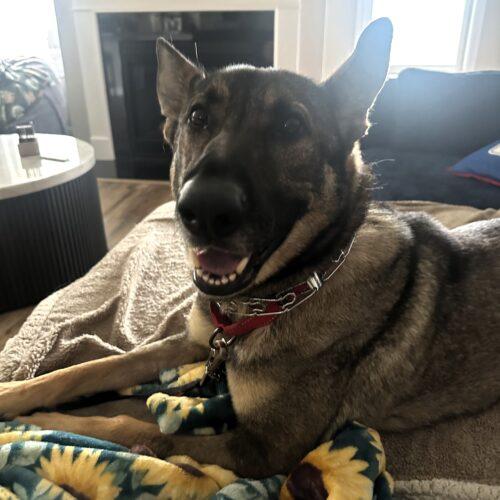 Enlarge Nika, a Adoptable German Shepherd Dog in Raleigh, NC image 6/6