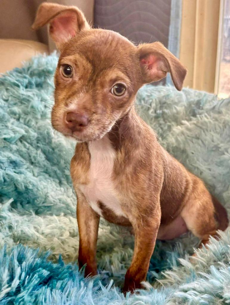 Enlarge Lola, a Adoptable mixed breed in Urbandale, IA image 1/2