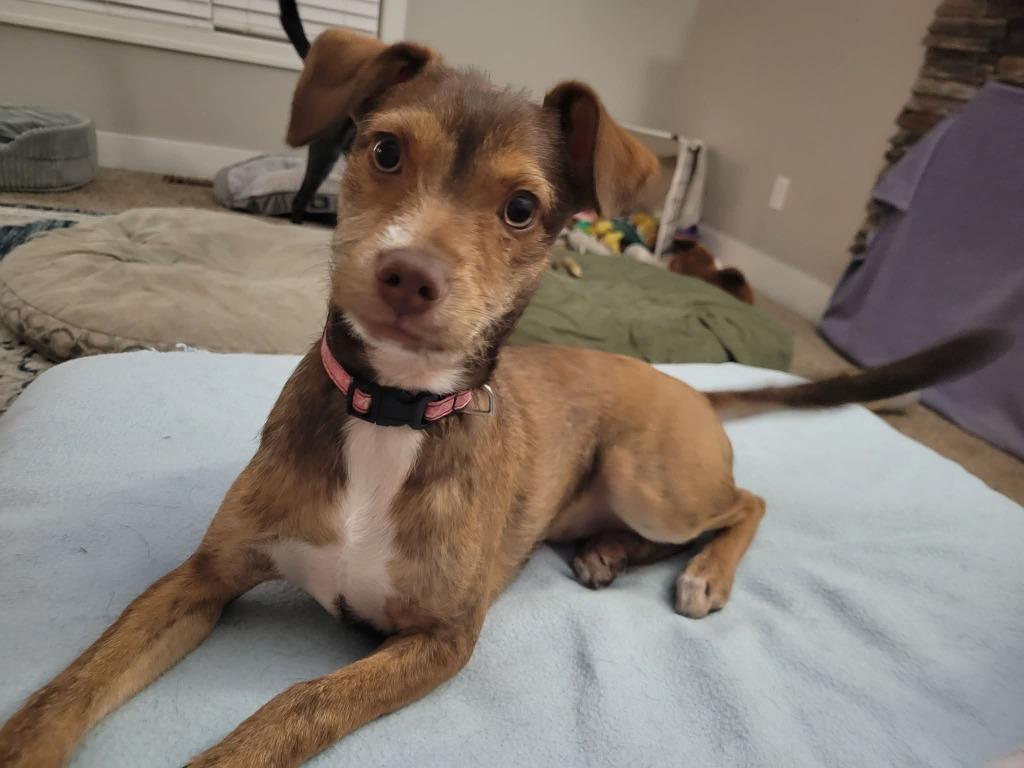 Lola, a Adoptable mixed breed in Urbandale, IA image 2/4