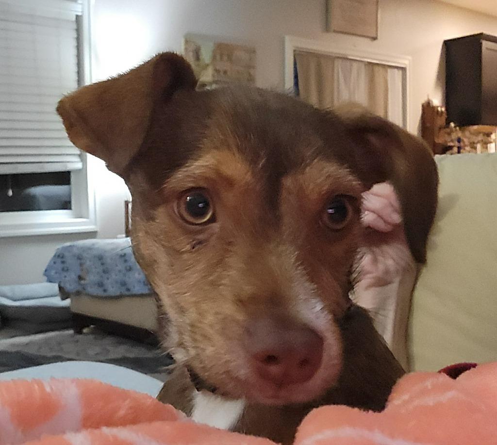Lola, a Adoptable mixed breed in Urbandale, IA image 3/4