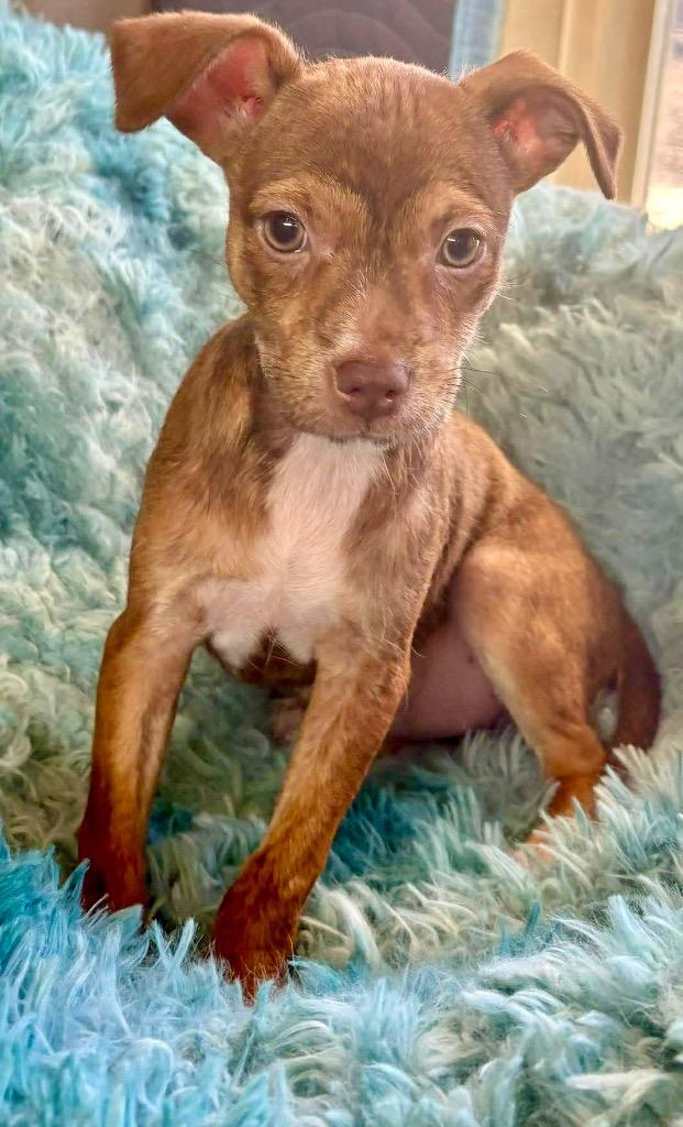 Enlarge Lola, a Adoptable mixed breed in Urbandale, IA image 2/2