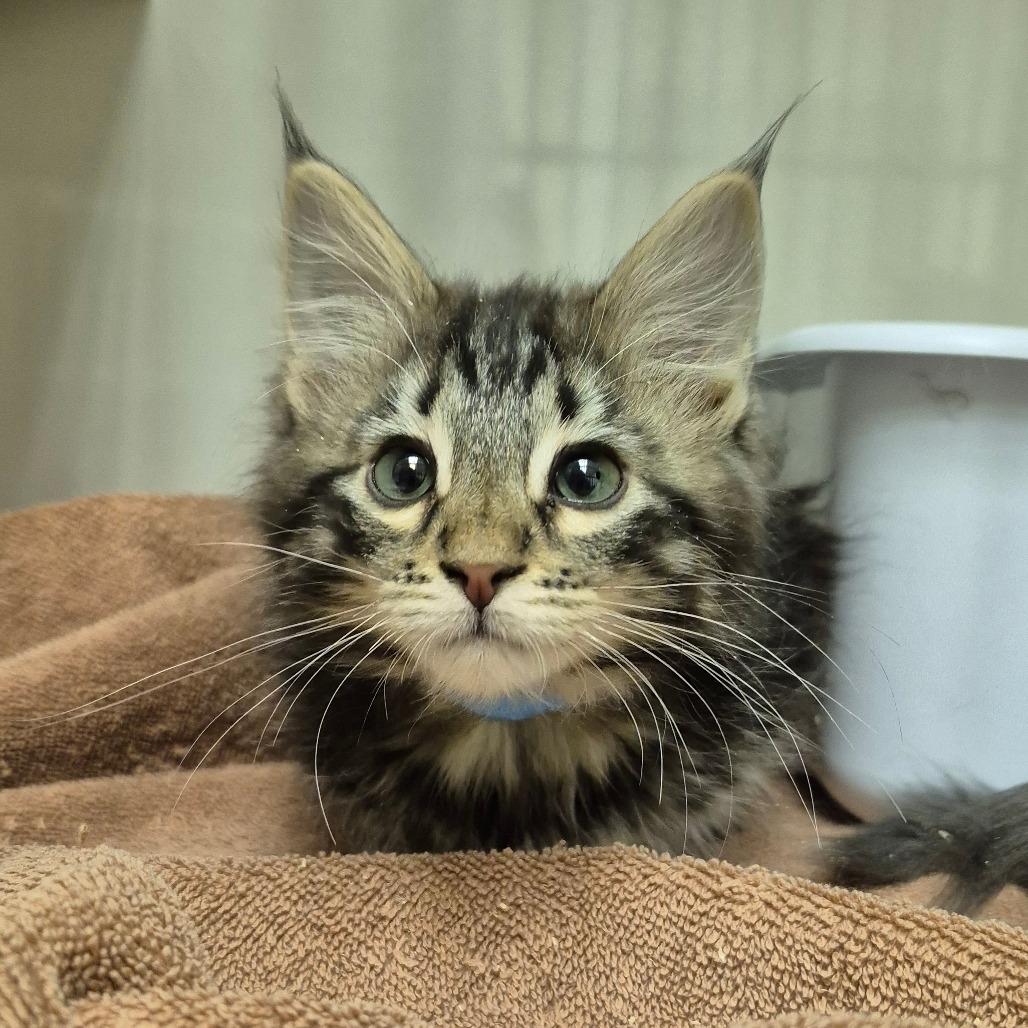 Enlarge Glenn, a Adoptable Domestic Medium Hair in Drumheller, AB image 1/1