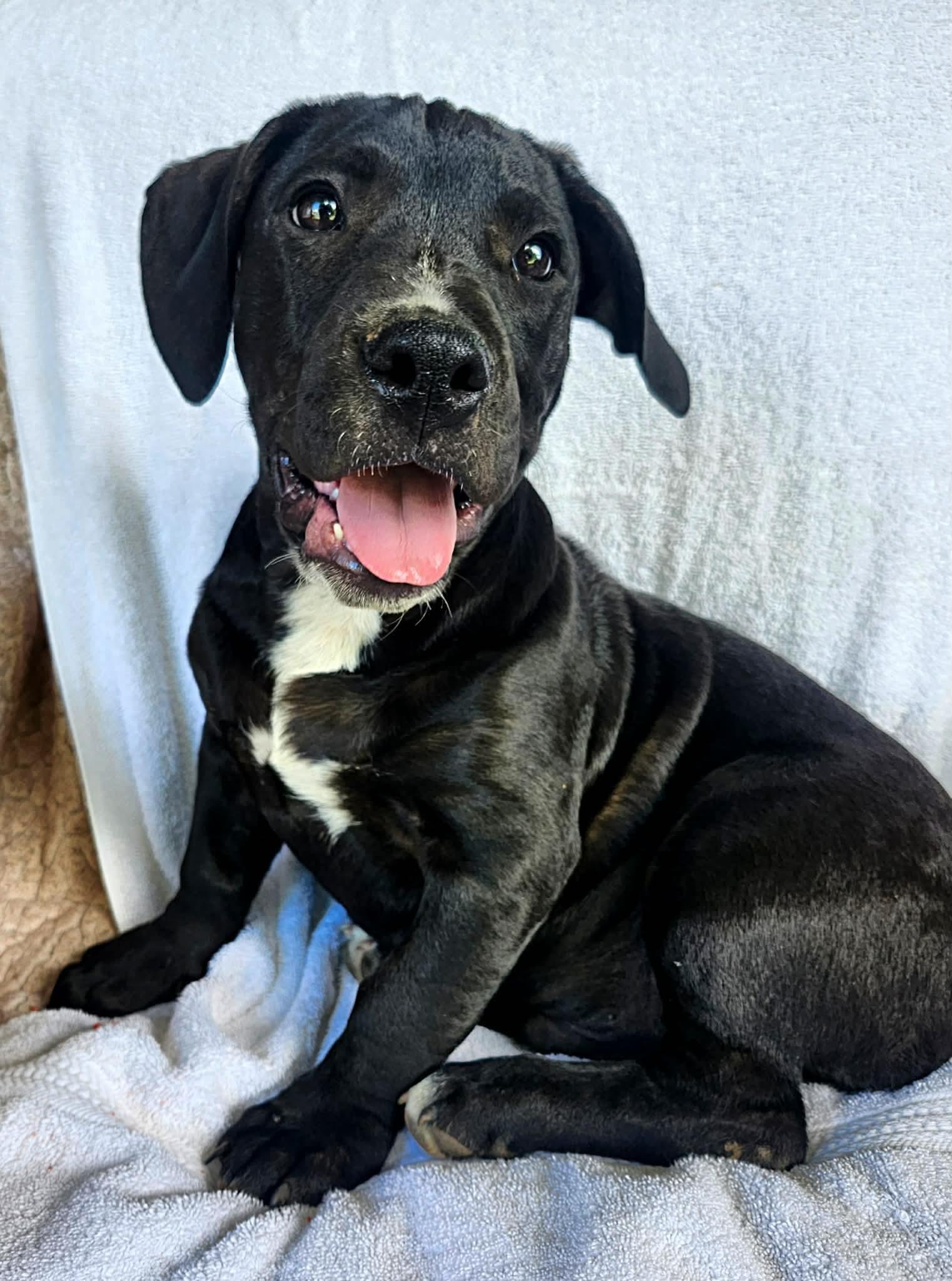 Batman, a Adoptable mixed breed in Smithfield, RI image 2/5
