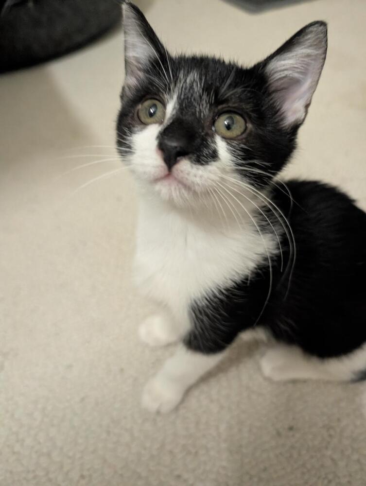 Enlarge Bo Peep, a Adoptable mixed breed in Richardson, TX image 1/5