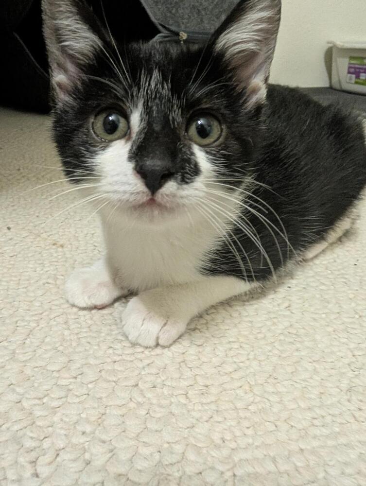 Enlarge Bo Peep, a Adoptable mixed breed in Richardson, TX image 3/5