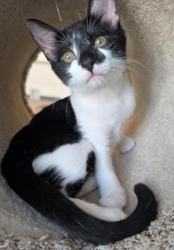 Enlarge Bo Peep, a Adoptable mixed breed in Richardson, TX image 5/5