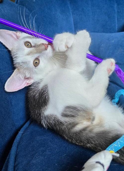Hope, a Adoptable Domestic Short Hair in Wayne, NJ image 3/4