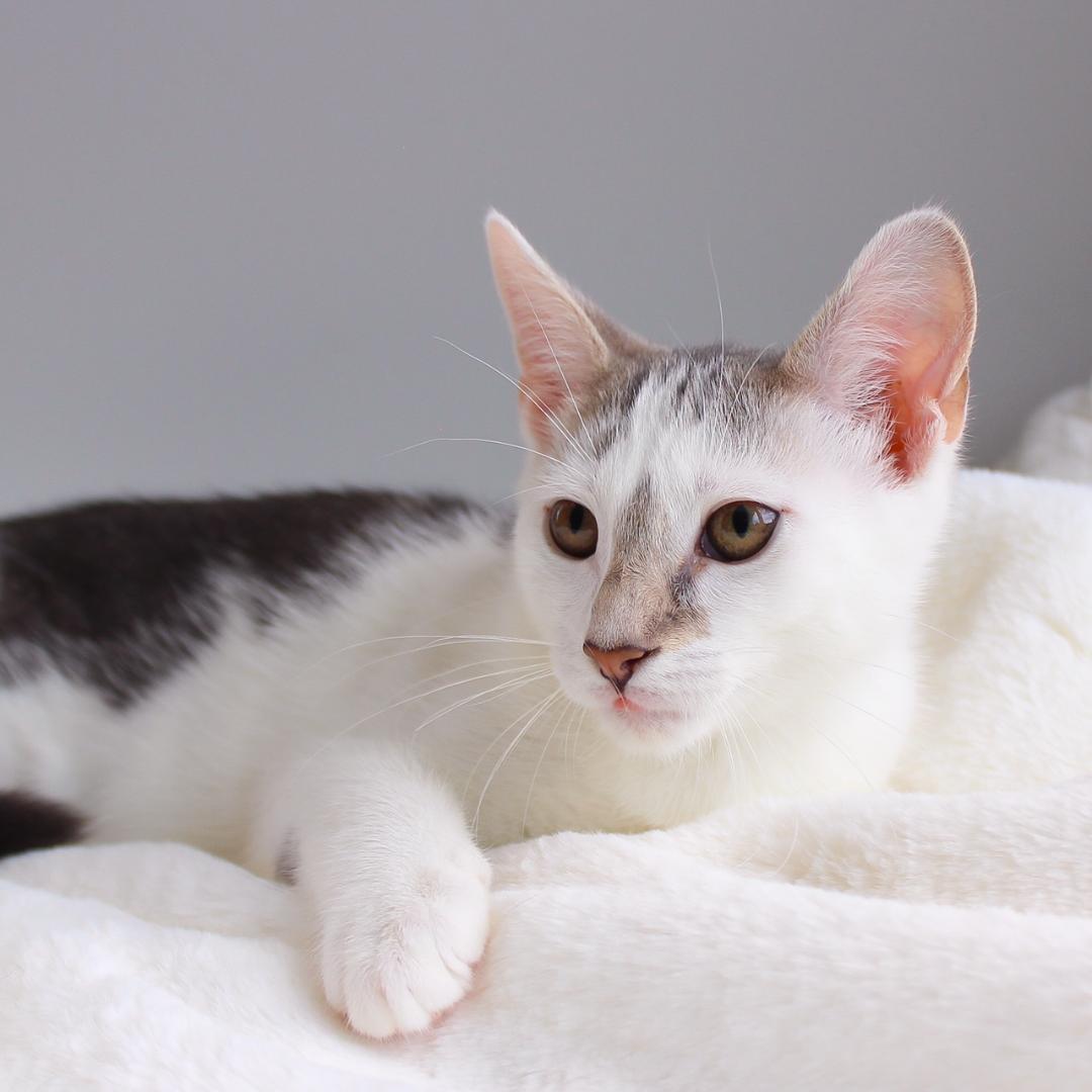 Enlarge Hope, a Adoptable Domestic Short Hair in Wayne, NJ image 3/3