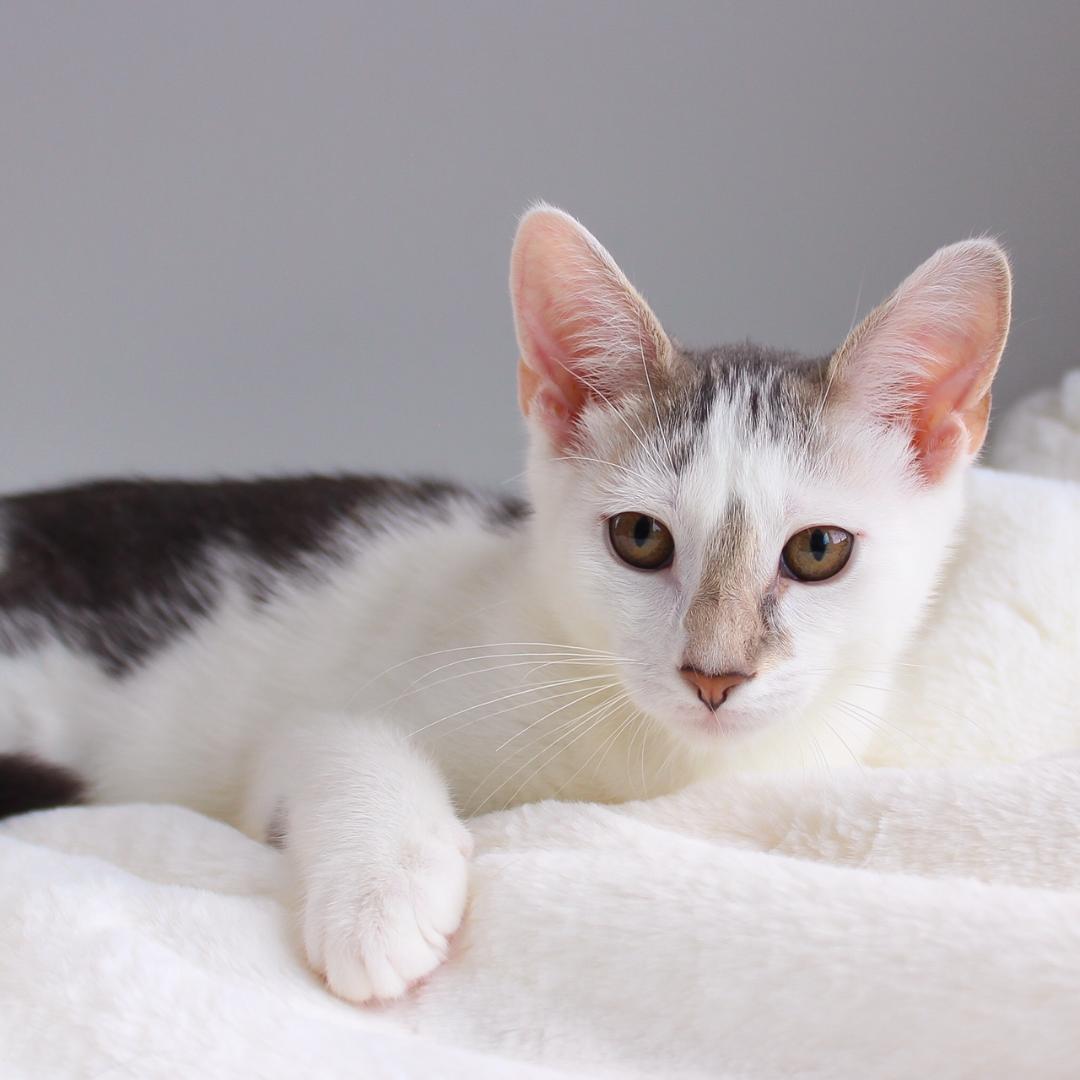 Enlarge Hope, a Adoptable Domestic Short Hair in Wayne, NJ image 1/3