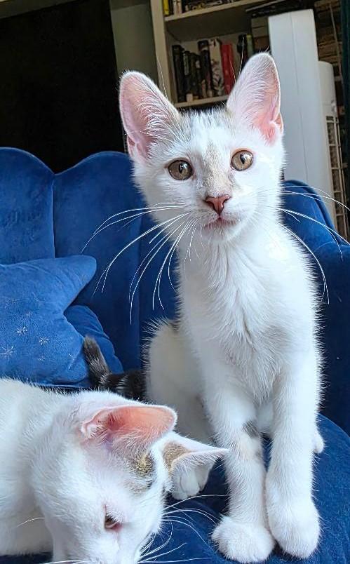 Hope, a Adoptable Domestic Short Hair in Wayne, NJ image 2/4