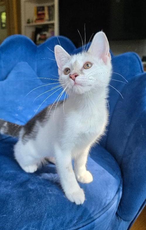 Hope, Adoptable, Kitten Female Domestic Short Hair.