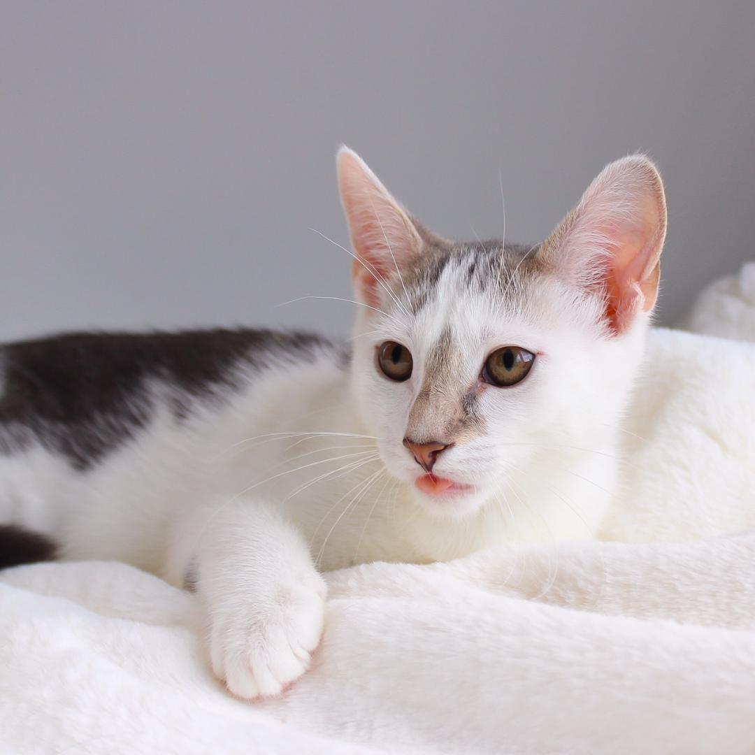 Enlarge Hope, a Adoptable Domestic Short Hair in Wayne, NJ image 2/3