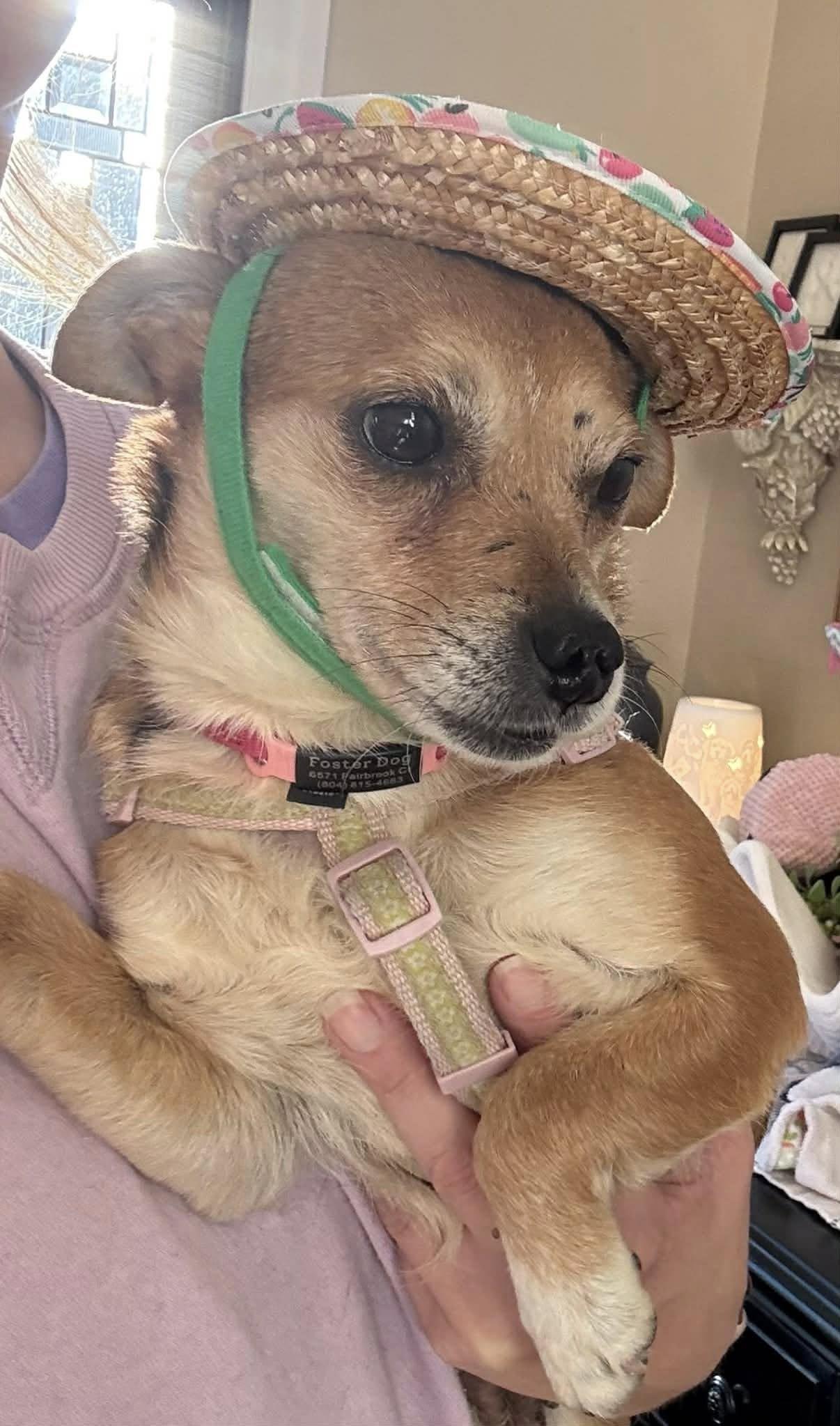 Enlarge Grapefruit, a ADOPTABLE mixed breed in Yorktown, VA image 1/6