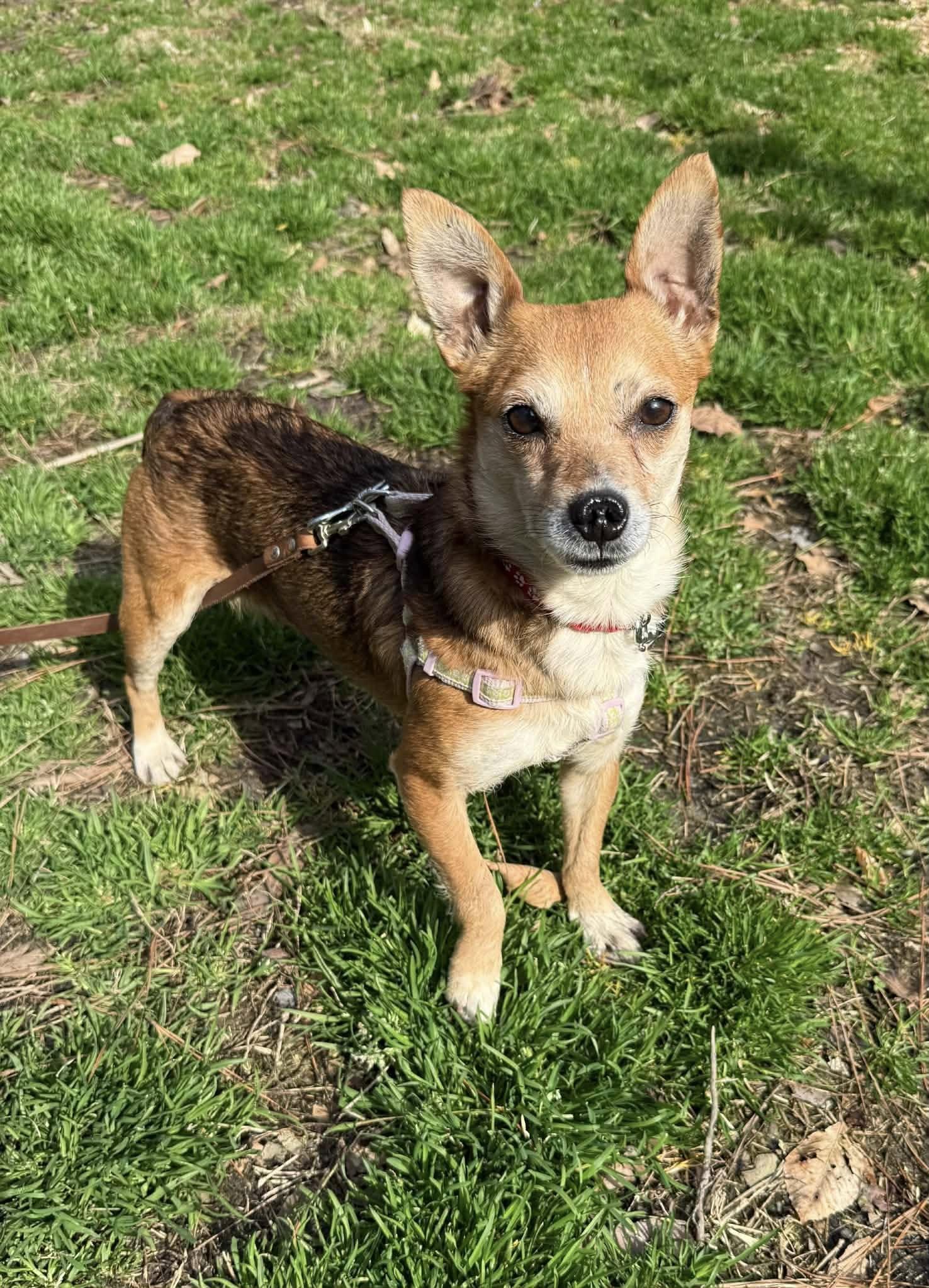 Enlarge Grapefruit, a ADOPTABLE mixed breed in Yorktown, VA image 3/6