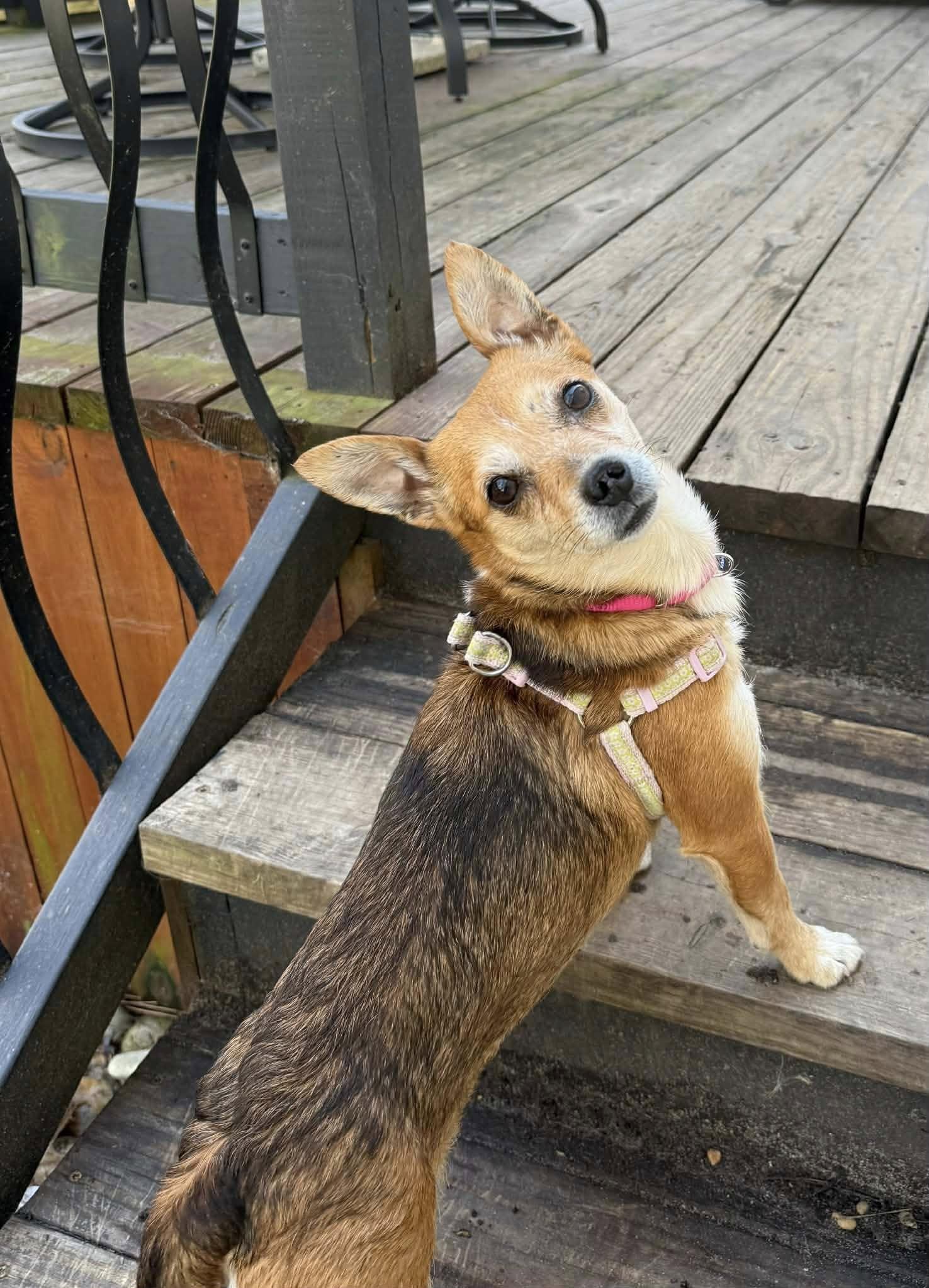 Enlarge Grapefruit, a ADOPTABLE mixed breed in Yorktown, VA image 2/6