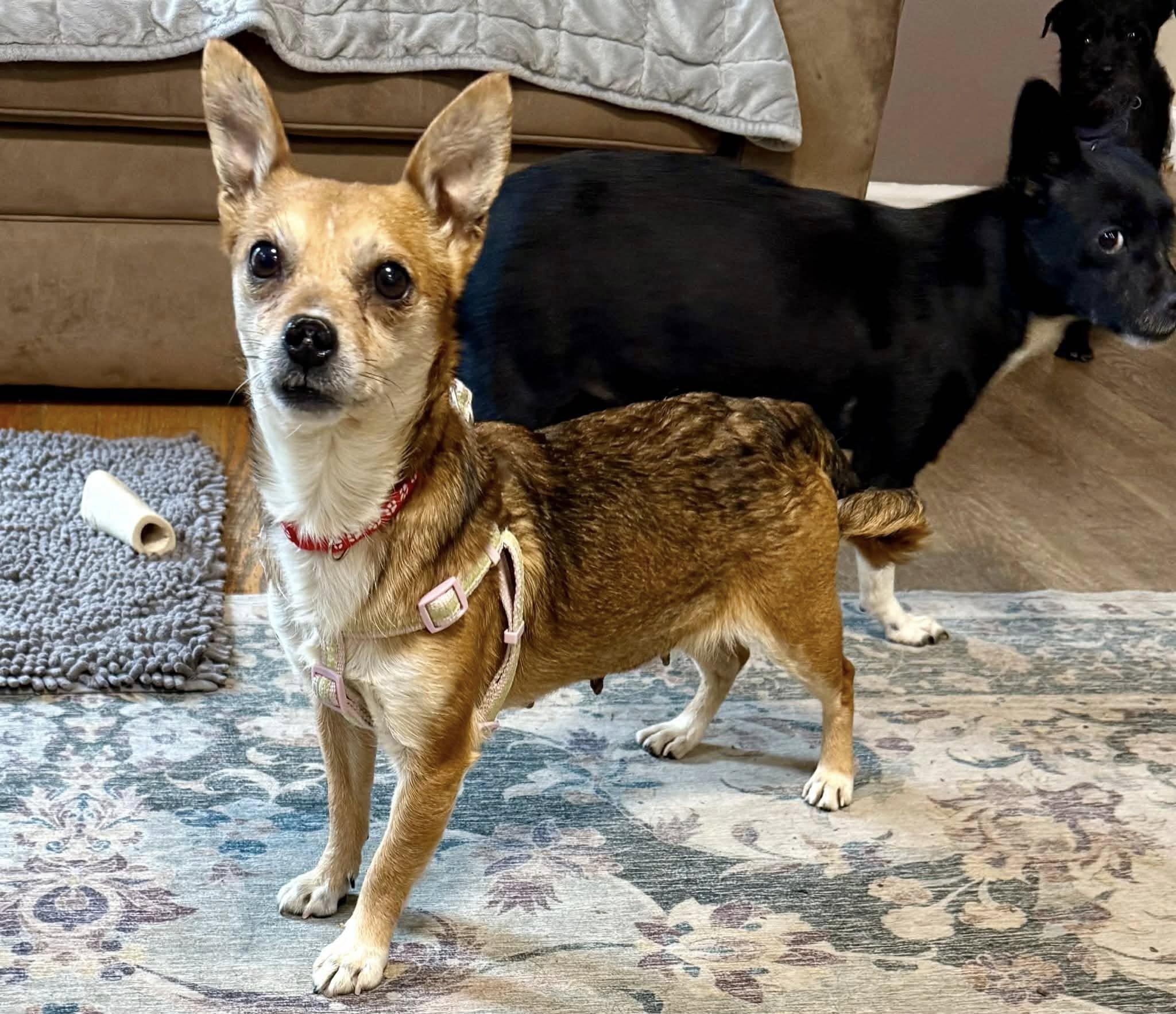 Enlarge Grapefruit, a ADOPTABLE mixed breed in Yorktown, VA image 5/6