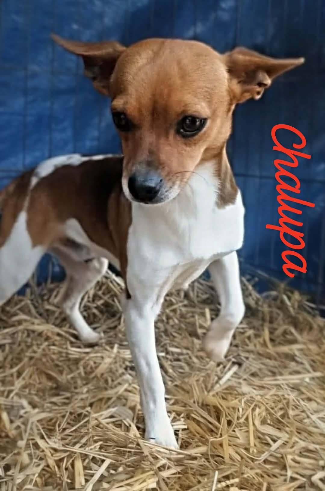 Chalupa, Adoptable, Young Male Chihuahua & Mixed Breed.