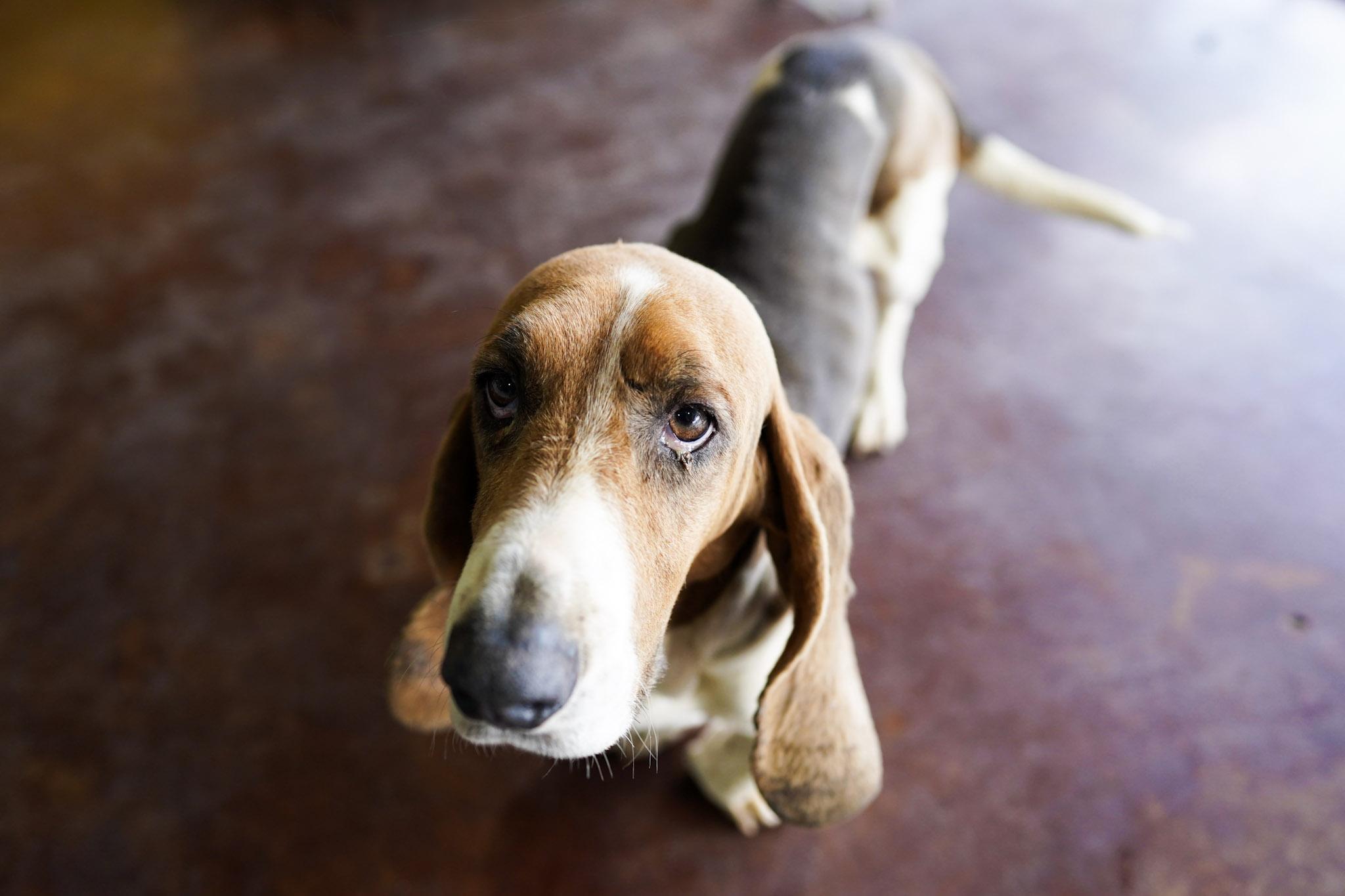 Enlarge Inspector Gadget, an adopted Basset Hound in San Antonio, TX image 1/5
