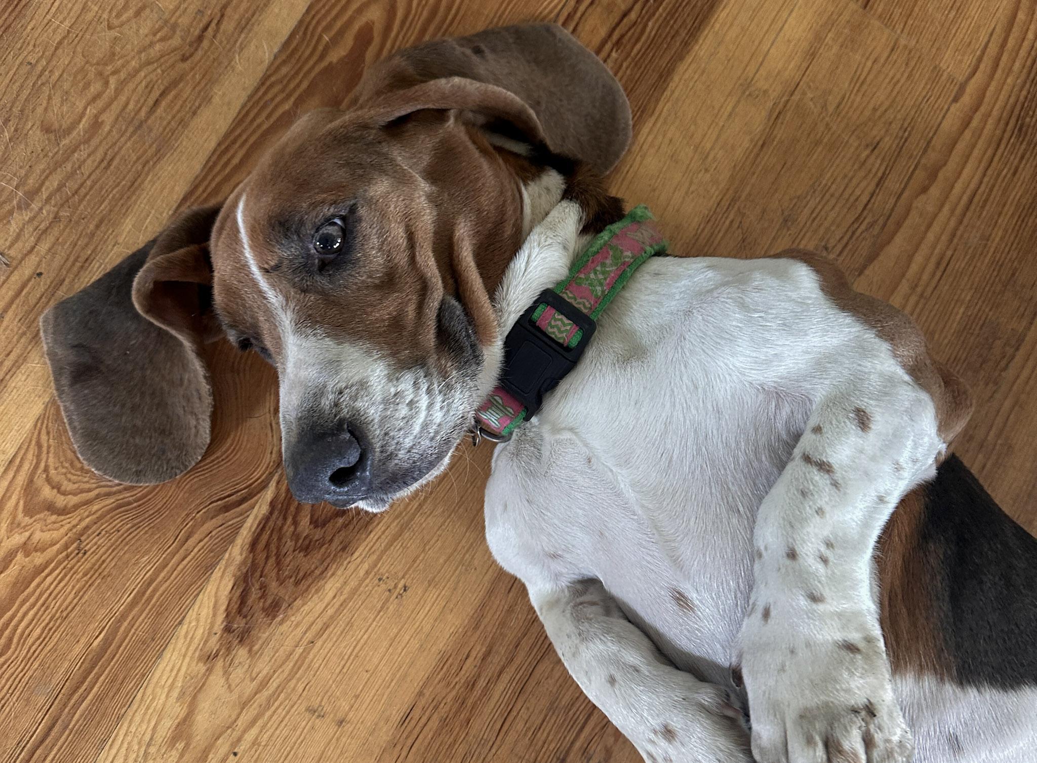 Enlarge Inspector Gadget, an adopted Basset Hound in San Antonio, TX image 4/5