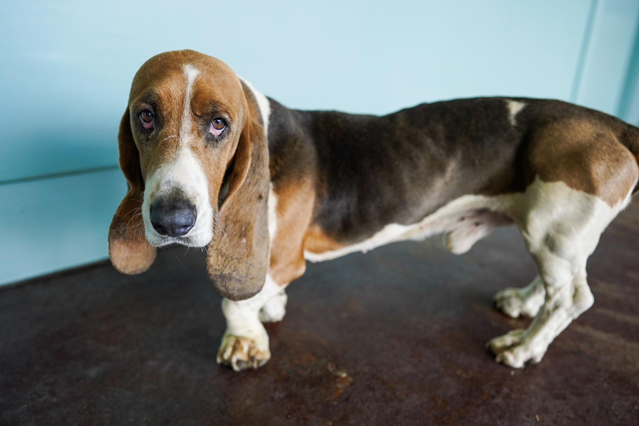 Enlarge Inspector Gadget, an adopted Basset Hound in San Antonio, TX image 2/5