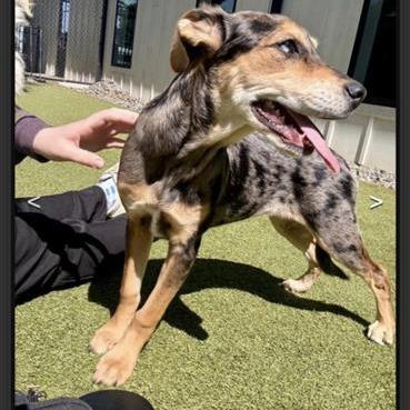 Hollygrove, a Adoptable mixed breed in Baton Rouge, LA image 1/4