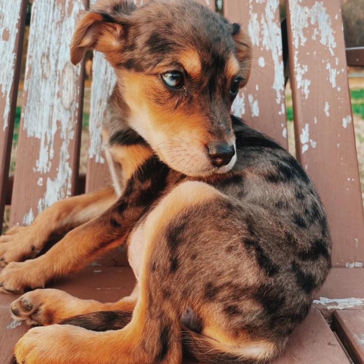 Hollygrove, a Adoptable mixed breed in Baton Rouge, LA image 2/4