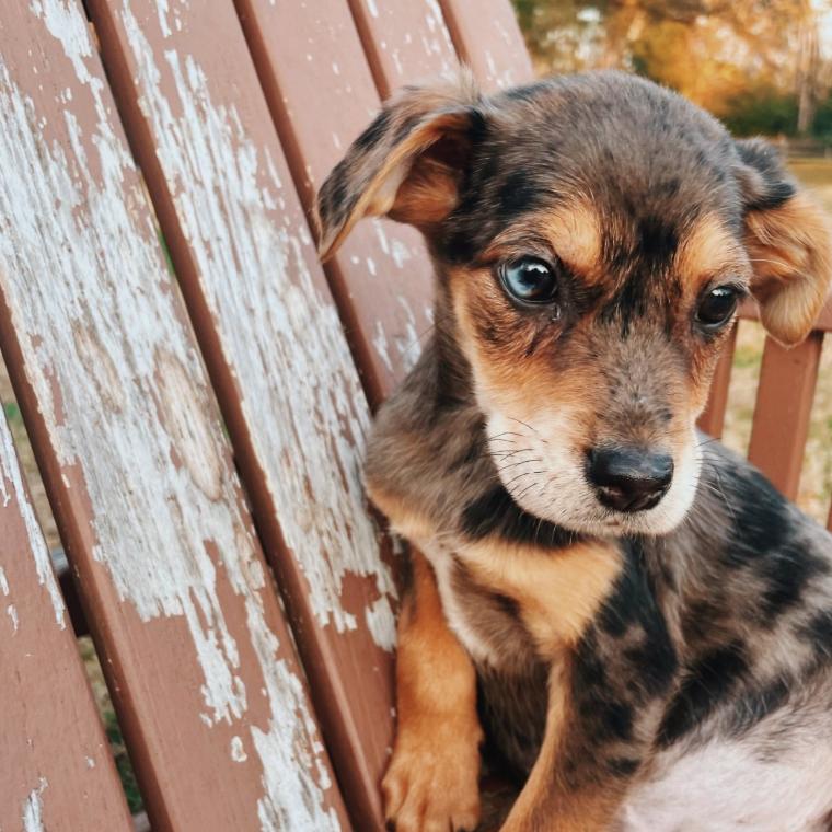 Hollygrove, a Adoptable mixed breed in Baton Rouge, LA image 3/4