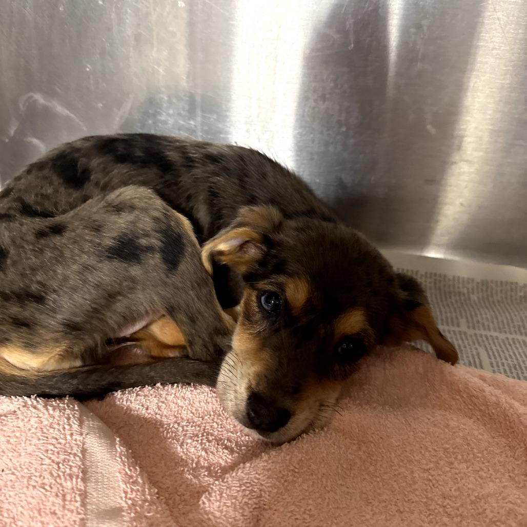 Hollygrove, a Adoptable mixed breed in Baton Rouge, LA image 4/4